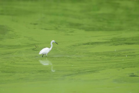 Little Egret (Egretta garzetta), Großwilfer renaturation area, Großwilfersdorf, Burgenland, Austria