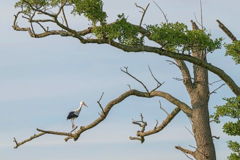 White stork (Ciconia ciconia), sitting on a tree, Sterntaler Filze, Bad Feilnbach, Bavaria, Germany