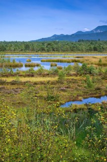 Sterntaler Filze, renaturalised peat extraction, nature reserve, Sterntaler Filze, Bad Feilnbach,