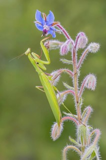 Praying mantis (Mantis religiosa), Littlewood-Ranch, Limbach, Burgenland, Austria