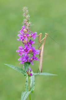 Praying mantis (Mantis religiosa), Littlewood-Ranch, Limbach, Burgenland, Austria