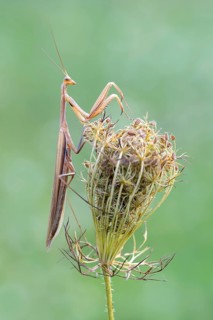 Praying mantis (Mantis religiosa), Littlewood-Ranch, Limbach, Burgenland, Austria