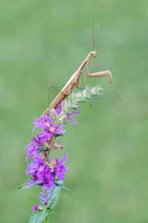 Praying mantis (Mantis religiosa), Littlewood-Ranch, Limbach, Burgenland, Austria