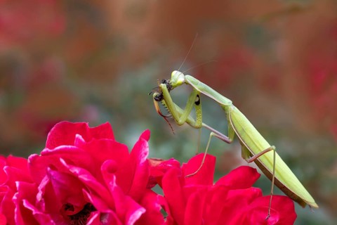 Praying mantis (Mantis religiosa), with prey, Littlewood-Ranch, Limbach, Burgenland, Austria