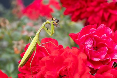 Praying mantis (Mantis religiosa), with prey, Littlewood-Ranch, Limbach, Burgenland, Austria