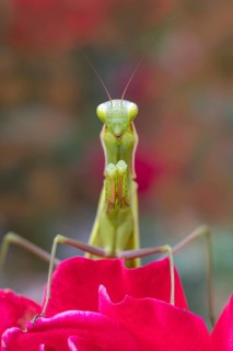 Praying mantis (Mantis religiosa), Littlewood-Ranch, Limbach, Burgenland, Austria