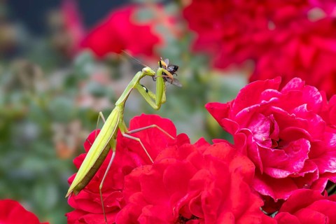 Praying mantis (Mantis religiosa), with prey, Littlewood-Ranch, Limbach, Burgenland, Austria
