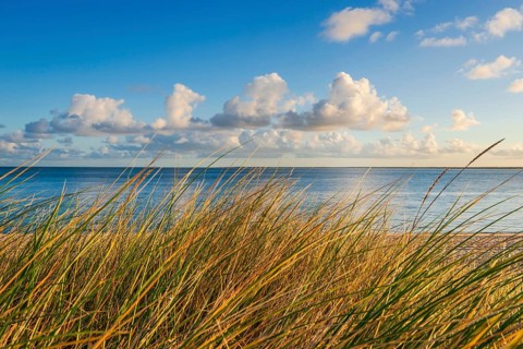 Beach grass (Ammophila arenaria), dune grass in the morning sun, North Sea, Sylt