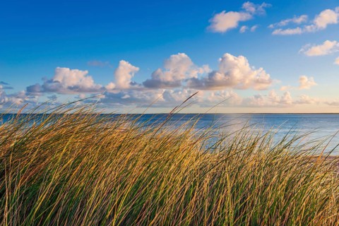 Beach grass (Ammophila arenaria), dune grass in the morning sun, North Sea, Sylt