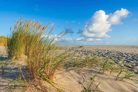 Lonely sandy beach in the sunny morning light at Ellenbogen, Sylt