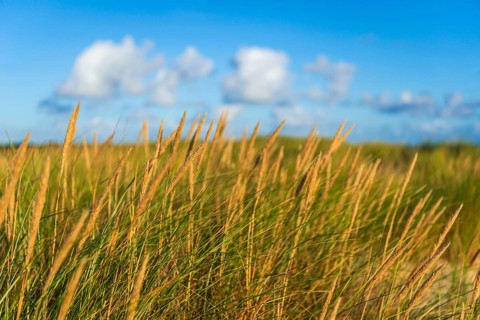 Beach grass (Ammophila arenaria) in the morning light, dunes, dune grass, North Sea, Sylt