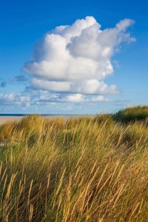 Beach grass (Ammophila arenaria), cloud, morning light, dunes, dune grass, North Sea, Sylt