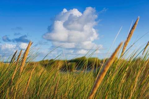 Beach grass (Ammophila arenaria), cloud, morning light, dunes, dune grass, North Sea, Sylt
