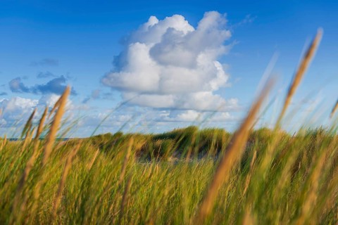 Beach grass (Ammophila arenaria), cloud, morning light, dunes, dune grass, North Sea, Sylt
