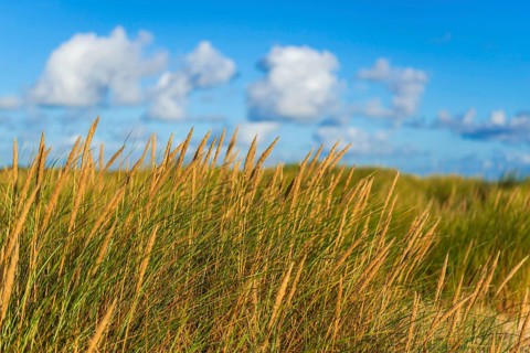 Beach grass (Ammophila arenaria) in the morning light, dunes, dune grass, North Sea, Sylt