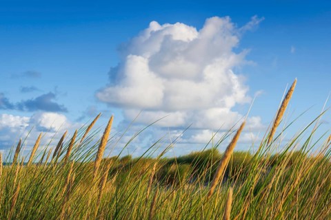 Beach grass (Ammophila arenaria), cloud, morning light, dunes, dune grass, North Sea, Sylt