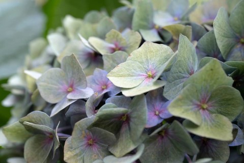 Hydrangea (Hydrangea macrophylla), round inflorescence with delicate pastel-coloured single flowers