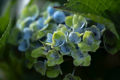 Hydrangea (Hydrangea macrophylla), flowering shrub with blue-violet and greenish inflorescences in