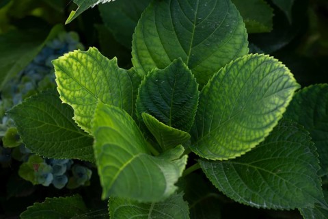 Hydrangea (Hydrangea macrophylla), detailed close-up of dark green leaves with yellowish edges,