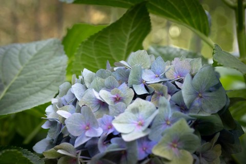 Hydrangea (Hydrangea macrophylla), inflorescence with delicate pastel-coloured single flowers in