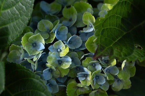 Hydrangea (Hydrangea macrophylla), flowering shrub with blue-violet and greenish inflorescences in