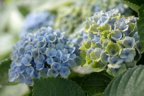 Hydrangea (Hydrangea macrophylla), flowering shrub with blue-violet and greenish inflorescences in