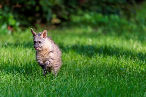 An aardwolf (Proteles cristatus) runs across a green meadow. In the background is green vegetation.