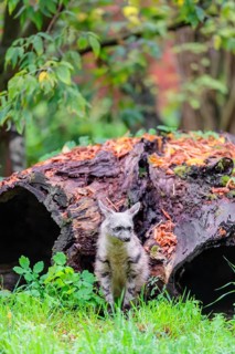 An aardwolf (Proteles cristatus) sits in a green meadow in front of a hollow rotting tree trunk.