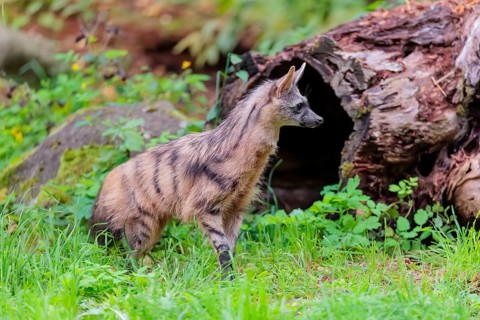 An aardwolf (Proteles cristatus) runs across a green meadow. In the background are rotting tree