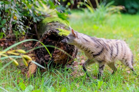 An aardwolf (Proteles cristatus) runs across a green meadow, past a rotting tree trunk. In the
