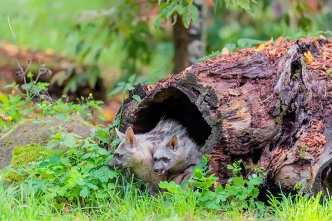 Two young aardwolves (Proteles cristatus) play in a hollow, decaying tree trunk. Captive