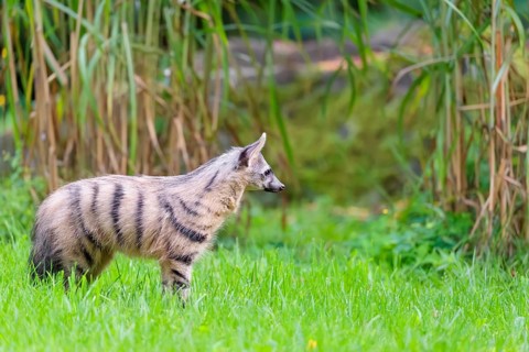 An aardwolf (Proteles cristatus) runs across a green meadow. In the background is green vegetation.