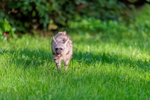 An aardwolf (Proteles cristatus) runs across a green meadow. In the background is green vegetation.