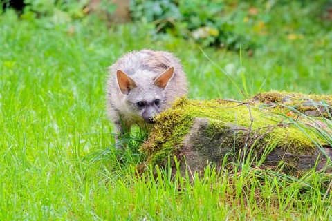 An aardwolf (Proteles cristatus) stands in a green meadow behind a mossy rock at the edge of the