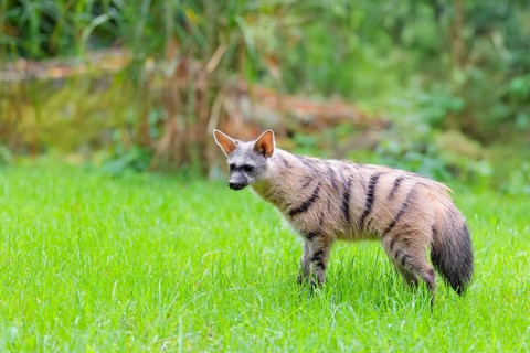 An aardwolf (Proteles cristatus) stands in a green meadow. In the background are rocks and green