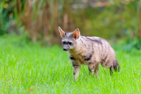 An aardwolf (Proteles cristatus) stands in a green meadow, looking at the camera. In the background
