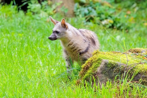 An aardwolf (Proteles cristatus) stands in a green meadow behind a mossy rock at the edge of the