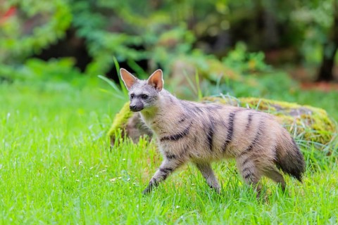An aardwolf (Proteles cristatus) runs across a green meadow. In the background are rotting tree