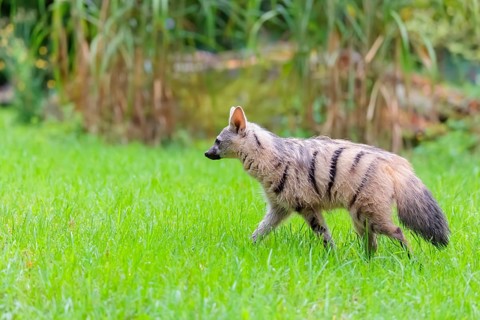 An aardwolf (Proteles cristatus) runs across a green meadow. In the background are rocks and green