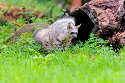 An aardwolf (Proteles cristatus) stands with its mane raised on a green meadow in front of a