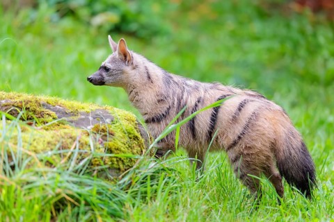 An aardwolf (Proteles cristatus) stands in a green meadow behind a mossy rock at the edge of the