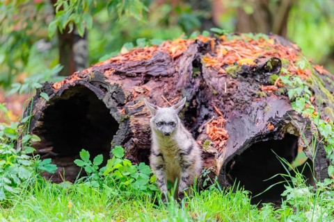 An aardwolf (Proteles cristatus) sits in a green meadow in front of a hollow rotting tree trunk.