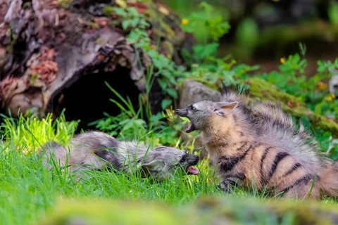 Two adult aardwolves (Proteles cristatus) fight on a green meadow at the edge of the forest. A