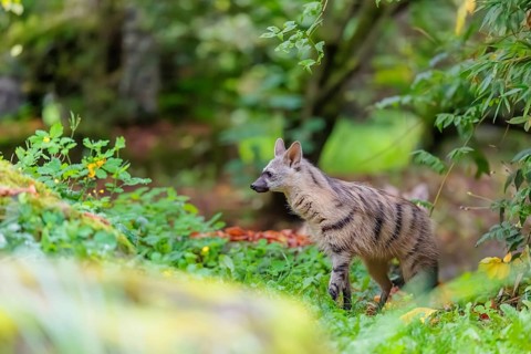 An aardwolf (Proteles cristatus) stands in a green meadow behind a mossy rock at the edge of the