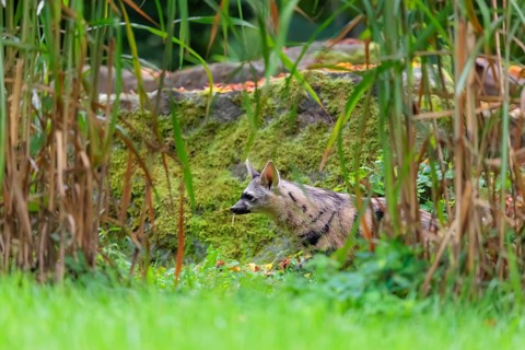 An aardwolf (Proteles cristatus) runs across a green meadow. In the background are rocks and green