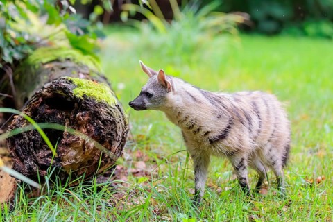 An aardwolf (Proteles cristatus) runs across a green meadow, past a rotting tree trunk. In the