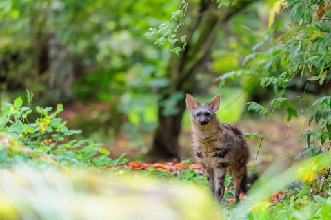 An aardwolf (Proteles cristatus) stands in a green forest, looking at the camera. Captive