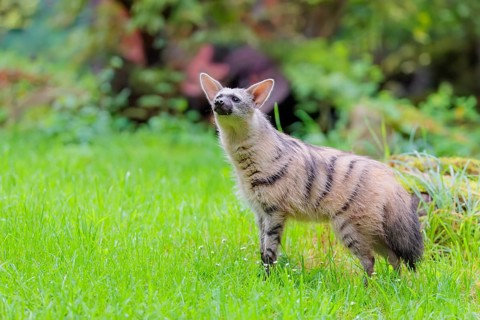 An aardwolf (Proteles cristatus) stands in a green meadow, sniffing the air with its head raised.