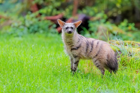 An aardwolf (Proteles cristatus) stands in a green meadow. In the background are rotting tree