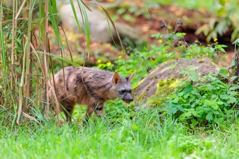 An aardwolf (Proteles cristatus) runs through dense vegetation. Captive